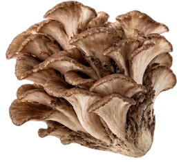 {{OFFER_NAME}} — Extracto de Cúrcuma (Curcuma longa)