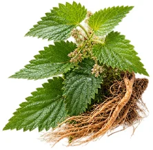 {{OFFER_NAME}} — Extracto de Raíz de Ortiga (Urtica dioica)