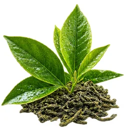 {{OFFER_NAME}} — Extracto de Té Verde (Camellia sinensis)