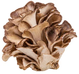 {{OFFER_NAME}} — Hongo Maitake (Grifola frondosa)