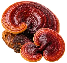 {{OFFER_NAME}} — Hongo Reishi (Ganoderma lucidum)