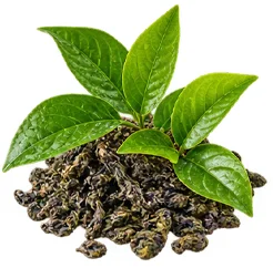 {{OFFER_NAME}} — Saw Palmetto (Serenoa repens)