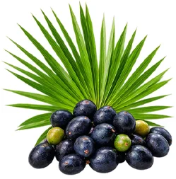 {{OFFER_NAME}} — Saw Palmetto (Serenoa repens)